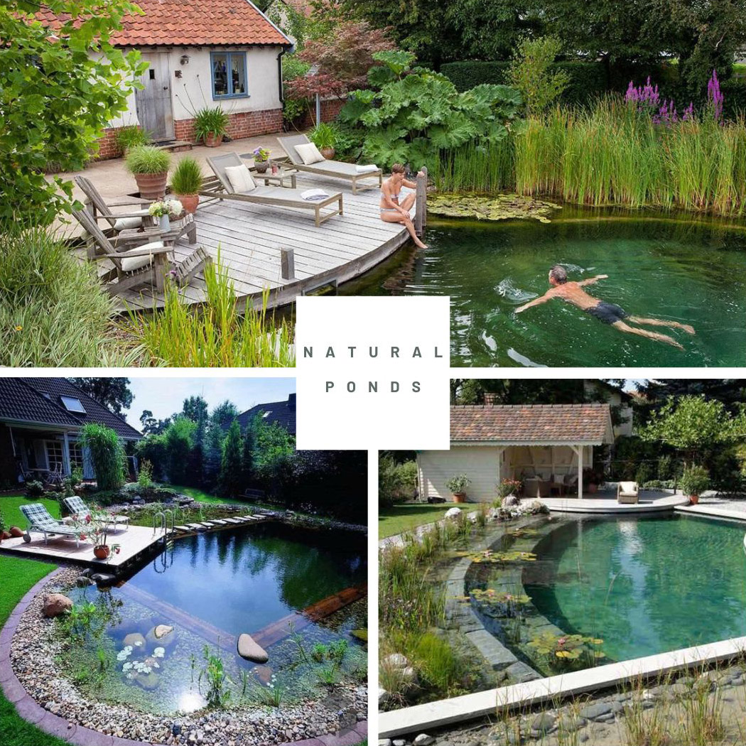 A Guide to Natural Swimming Pools, image size:1050x1050