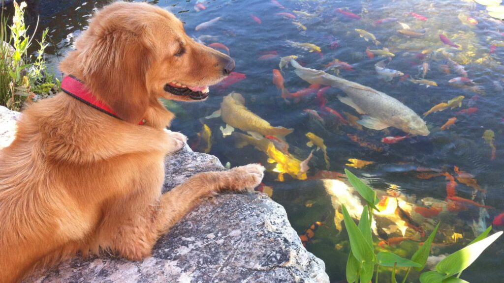 A Pet-Friendly Paradise